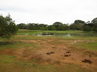 Fototapeta na wymiar Buffalo on the safari in Yala National park, Sri Lanka