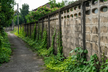 Fototapeta na wymiar Old wall overgrown