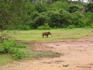 The warthog on the safari in Yala National park, Sri Lanka