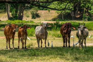 herd of cows on pasture