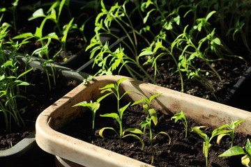seedlings in plastic pots on the windowsill