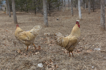 Rooster in grass among woods outdoors