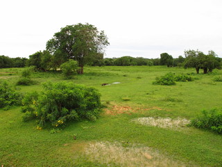 The landscape in Yala National park, Sri Lanka