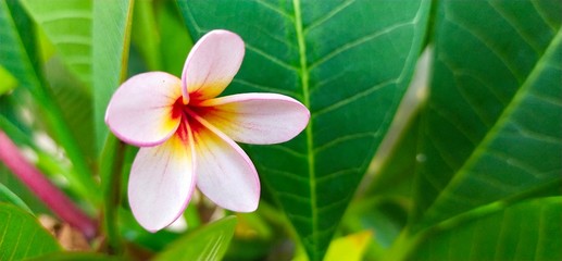 frangipani flower on green background,ดอกลีลาวดีในสวน