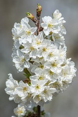 sprigs of white sakura against the blue sky