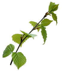 young foliage isolated on white background. spring