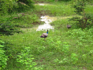The peacock on the safari in Yala National park, Sri Lanka