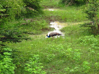 The peacock on the safari in Yala National park, Sri Lanka