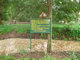 The monkey on the safari in Yala National park, Sri Lanka