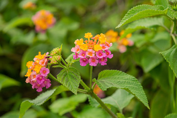 pink and yelow flore
