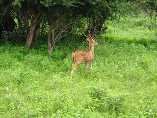 The deer on the safari in Yala National park, Sri Lanka