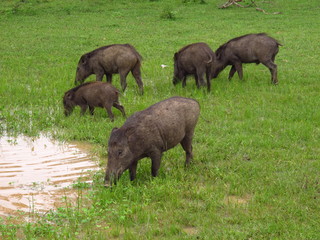 The warthog on the safari in Yala National park, Sri Lanka