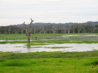 The landscape in Yala National park, Sri Lanka