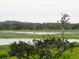 Fototapeta na wymiar The landscape in Yala National park, Sri Lanka