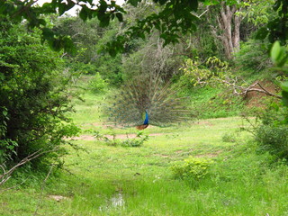 The peacock on the safari in Yala National park, Sri Lanka