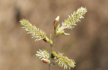 A branch of a Willow tree catkins growing along the bank of a lake in the UK.