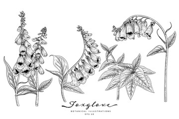 Sketch Floral decorative set. Foxglove flower drawings. Black and white with line art isolated on white backgrounds. Hand Drawn Botanical Illustrations. Elements vector. © b.illustrations