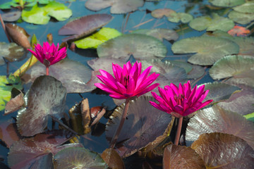 Beautiful red waterlily or lotus flower blooming and leaf in morning summer tropical on water surface pond. Green nature background, save environmental or abstract peace, meditation, spa concept.