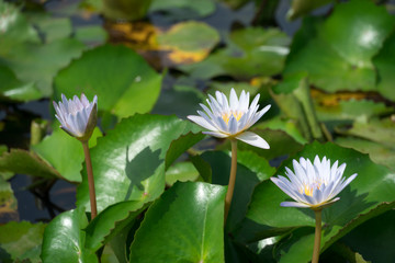 Beautiful white waterlily or lotus flower blooming and leaf in morning summer tropical on water surface pond. Green nature background, save environmental or abstract peace, meditation, spa concept.