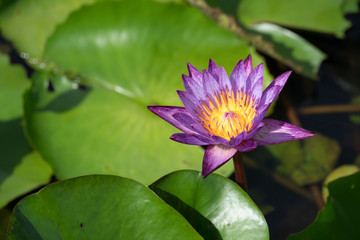 Beautiful purple waterlily or lotus flower blooming and leaf in morning summer tropical on water surface pond. Green nature background, save environmental or abstract peace, meditation, spa concept.