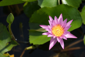 Beautiful purple waterlily or lotus flower blooming and leaf in morning summer tropical on water surface pond. Green nature background, save environmental or abstract peace, meditation, spa concept.