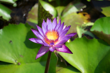 Beautiful purple waterlily or lotus flower blooming and leaf in morning summer tropical on water surface pond. Green nature background, save environmental or abstract peace, meditation, spa concept.