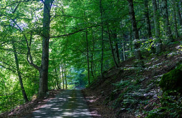 Fototapeta na wymiar trail in the green forest