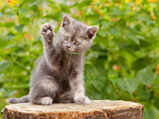 Gray cute kitten pointing up hand or paw. Funny pretty kitten sitting & voting hand in election by...