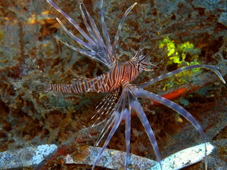 Naklejka na ściany i meble The amazing and mysterious underwater world of Indonesia, North Sulawesi, Manado, scorpionfish
