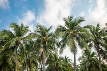 Fototapeta na wymiar Beautiful seaside coconut palm tree forest in sunshine day clear sky background. Travel tropical summer beach holiday vacation or save the earth, nature environmental concept.