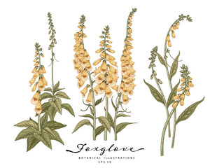 Sketch Floral decorative set. Yellow Foxglove flower drawings. Vintage line art isolated on white backgrounds. Hand Drawn Botanical Illustrations. Elements vector.