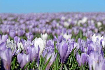 Krokuswiese, Blumenwiese im Frühling zu Ostern