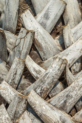 Aged surface texture background of tropical palm tree. Abstract texture background from nature for your design.