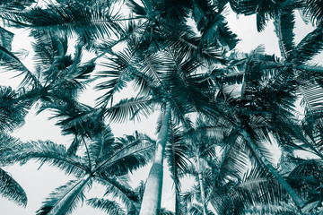 Green leave palm tree background with sky from bottom view. Tropical summer holiday or pattern from nature environmental for your creative design concept - Monochrome tone.