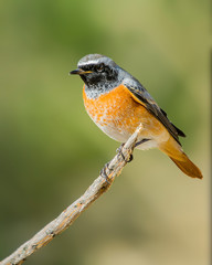 redstart past on a branch with unfocused background