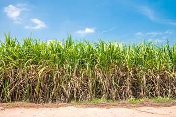 Agriculture sugarcane field farm with blue sky in sunny day background and copy space, Thailand. Sugar cane plant tree in countryside for food industry or renewable bioenergy power.