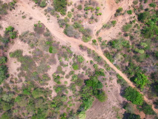 UAV Aerial top view forest tree drougth dry rain 
