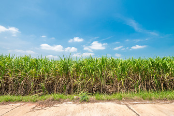 Fototapeta na wymiar Agriculture sugarcane field farm with blue sky in sunny day background and copy space, Thailand. Sugar cane plant tree in countryside for food industry or renewable bioenergy power.