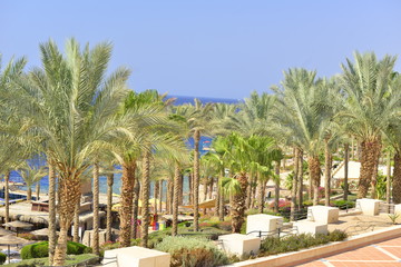 Fototapeta premium palm trees in Egypt sharm alshikeh 