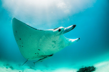 Manta ray swimming freely in the wild