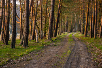 Fototapeta premium leśna droga na wiosnę o zachodzie słońca