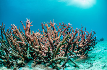Fototapeta na wymiar Coral reef formations in clear blue water
