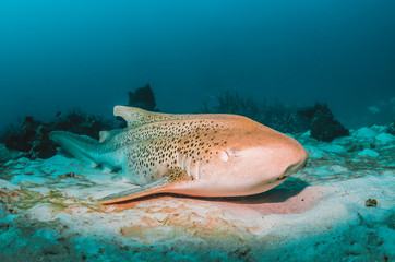 Leopard shark resting peacefully on the sandy sea bed