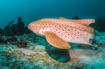 Obraz premium Leopard shark resting peacefully on the sandy sea bed