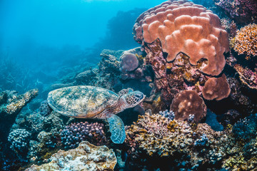 Fototapeta premium Green sea turtle swimming in the wild among pristine and colorful coral reef