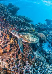 Green sea turtle swimming in the wild among pristine and colorful coral reef
