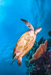 Green sea turtle swimming in the wild among pristine and colorful coral reef