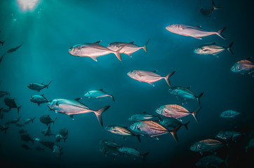 Obraz premium Large school of fish swimming together in clear blue ocean