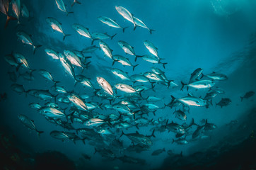 Large school of fish swimming together in clear blue ocean