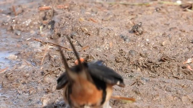 Rauchschwalbe&nbsp;(Hirundo rustica) sammelt Nistmaterial